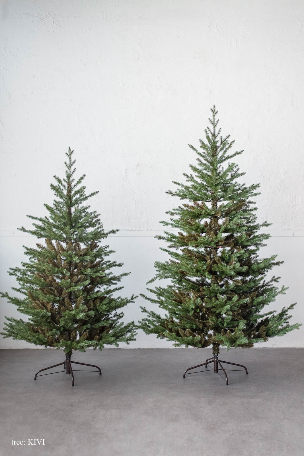 NOBU　abies procera スペインもみ　矮性　クリスマスツリー Alsace Alsace(R)公式 正規品 クリスマスツリー 2025ver