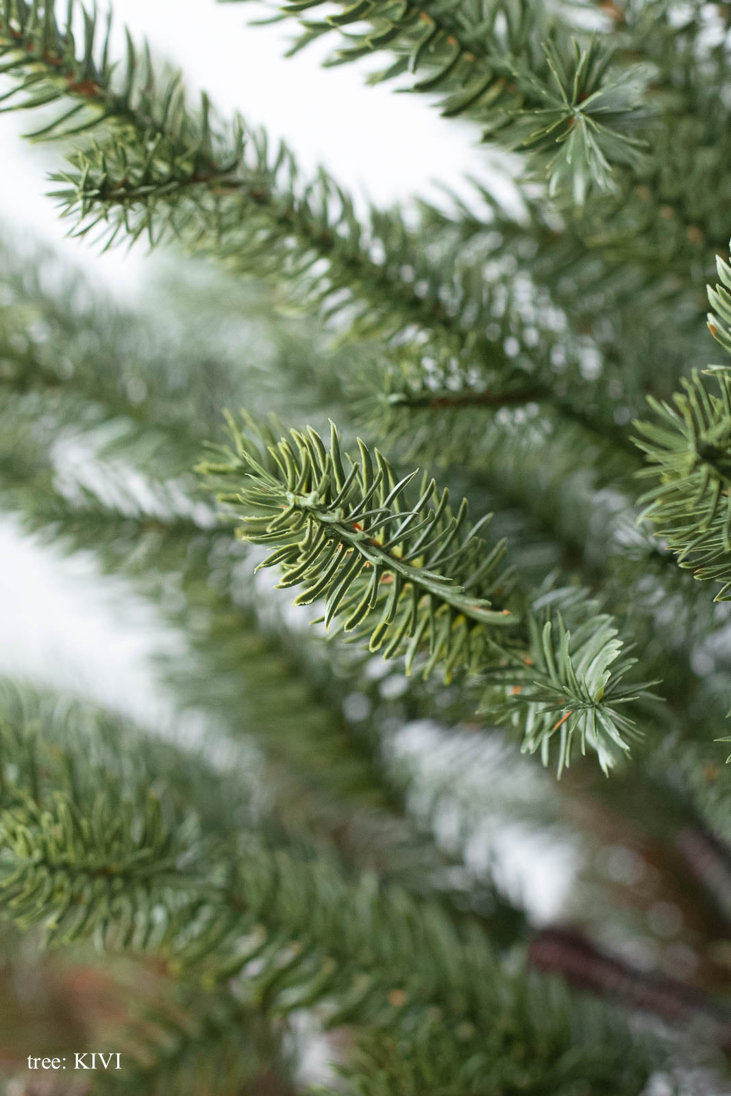 基本の3点セット（選べるツリー・カバー・ライト）